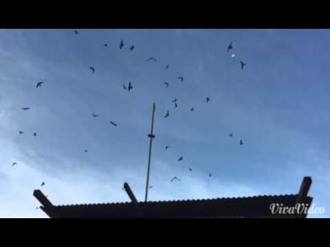 thanks-to-my-big-boss