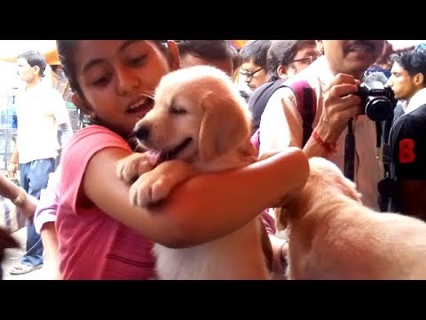 puppy paradise Best Golden Retriever & Labrador Retriever Puppy At Galiff Street