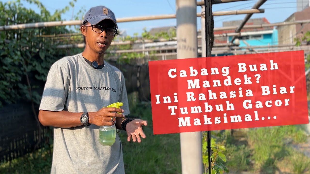 Cabang Pembuahan Seret? Kasih Jurus Ini, InsyaAllah Langsung Tumbuh Maksimal
