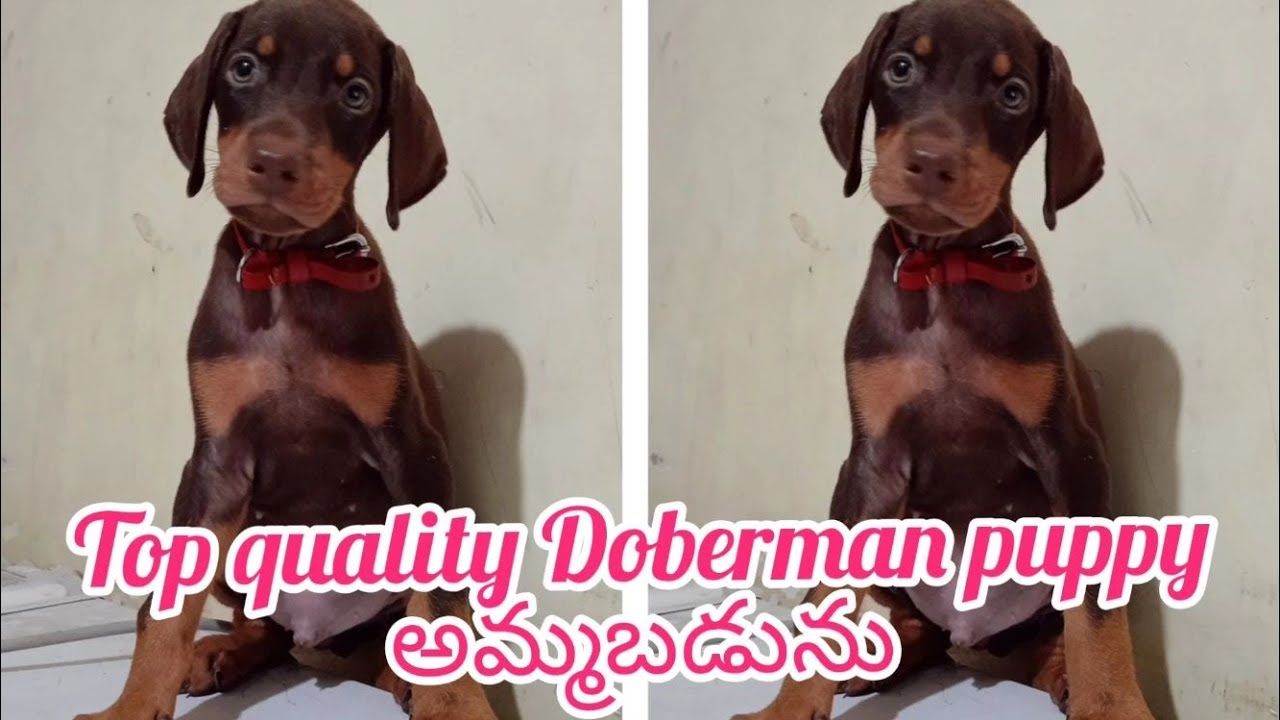 Doberman puppies for sale9908466915kakinadadog market in kakinada