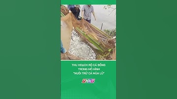 Thu hoạch rộ cá đồng trong mô hình "nuôi trữ cá mùa lũ" #nongnghiepmientay
