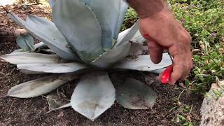 Cut the Needles - Vargas Landscaping Presents How to Prune an Agave
