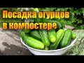 ЛУЧШИЙ СПОСОБ ПОСАДКИ ОГУРЦОВ В КОМПОСТЕРЕ!!!Посадка огурцов.Как посадить огурцы без плёнки?!?!?!