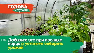 Голова садовая - Добавьте это при посадке перца и устанете собирать урожай