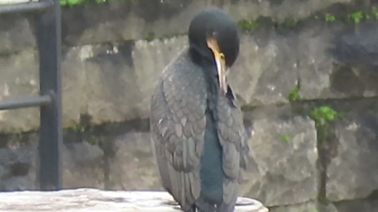 Cormoran Paris Seine Pont Austerlitz 2024 #mariepanic #cormoran #Paris No.2