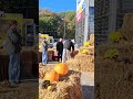 #Dekoracje na Halloween#Jesienna Dynia#Pumpkin Field in Galeria Kazimerz Krakow#Pumpkin maze#JRworld