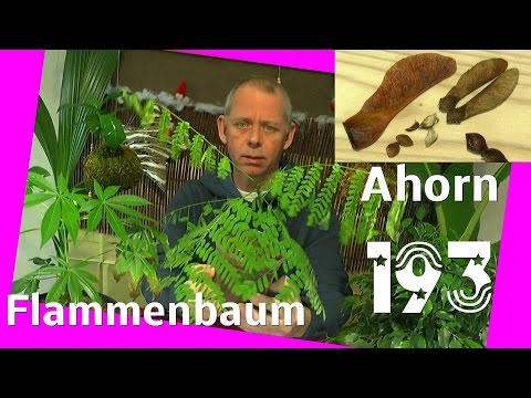 Video: Abutilon Aus Samen Zu Hause (23 Fotos): Schritt-für-Schritt-Anbau Einer 