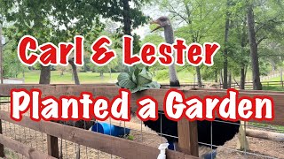 Lester’s a Better Gardener Than Me!