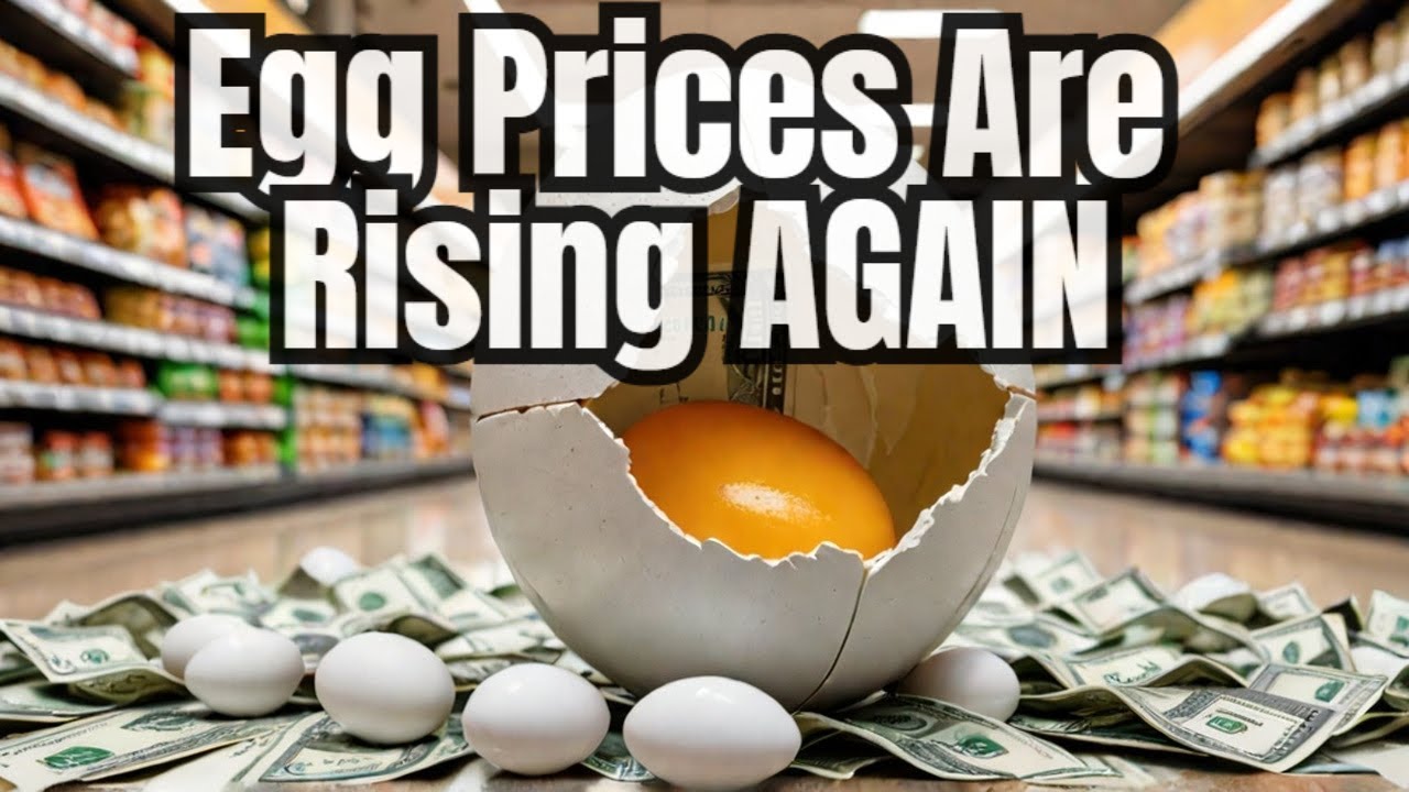 Egg Prices Are SOARING But Is Bird Flu REALLY To Blame - YouTube