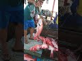 Rawai senggol dapat ikan kakap merah 1 ton 1 kali tarik rawai ikan di laut