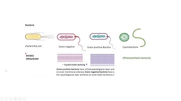 NPTEL Tutorial Session 1- Cell Biology: Cellular organization, division and processes (noc24 bt18)