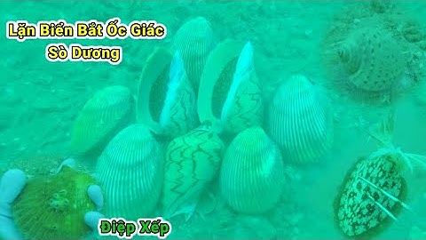 Lặn Biển Bắt Ốc Giác Sò Dương Hải Sản Các Loại Tập 62 #LặnBiển #NghềLặnBiển #LặnBắtHảiSản