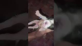 Pitbull 3 Male Puppy For Sale App Chate Ho Ke Ma Mare Dog Ke Video Dalu To Comment Karo