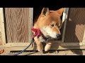 くつろいでいるところにカメラを向けられて迷惑そうな柴犬  Japanese Shiba inu dog.