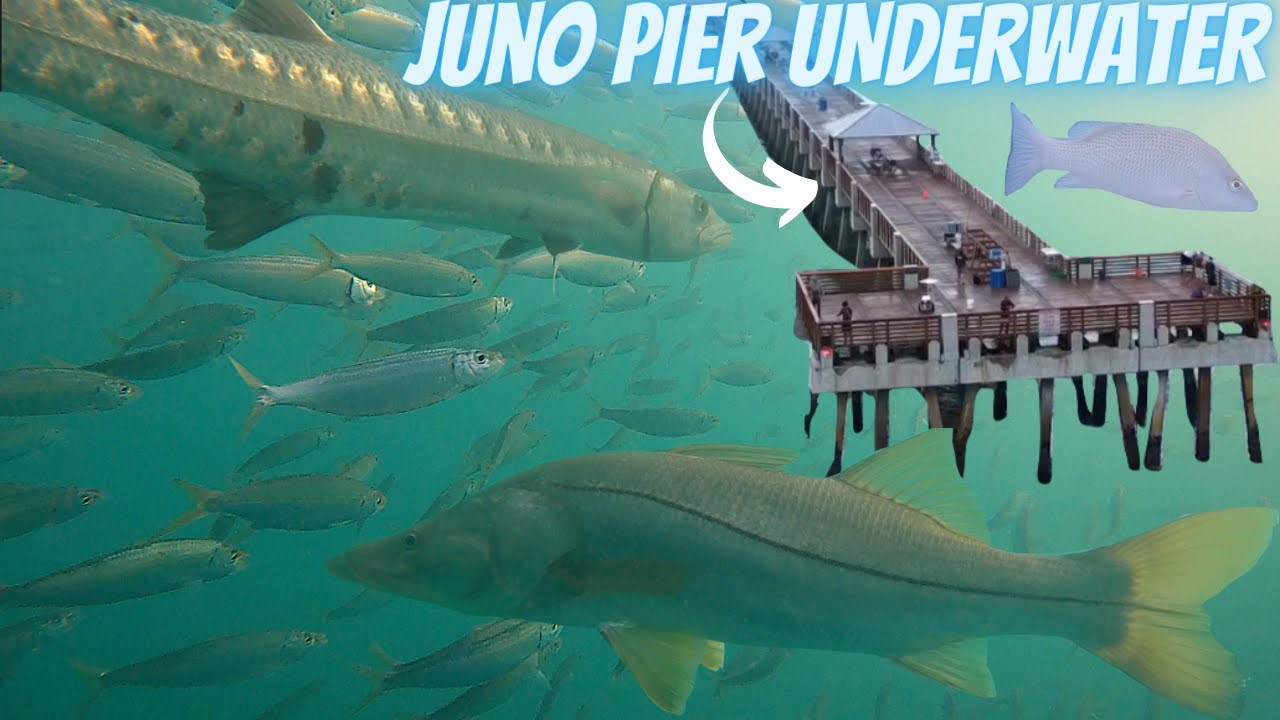 Juno Pier UNDERWATER Footage! PILCHARDS, SNOOK, BARRACUDA, SNAPPER
