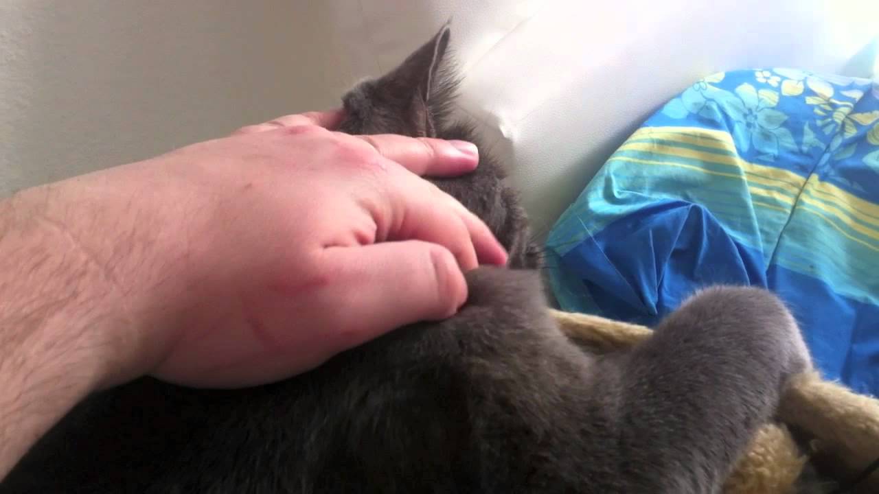 british shorthair cat bites me PAIN!!! YouTube