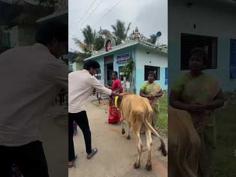 என்னால் முடிந்தது 10விவசாய குடும்பத்திற்கு 10 மாடுகள் கொடுத்துள்ளேன்HAPPYPONGAL