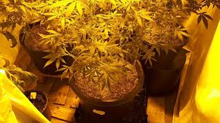 random observations of phenotypic variability