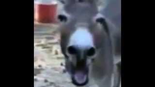 Donkey Laughing