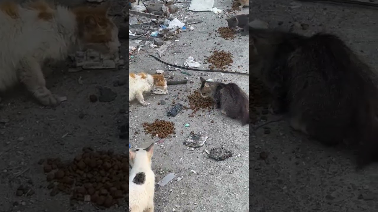 URGENT Help Us Pull War-Torn, Lebanon Pets Off Streets As Devastation Worsens [INFO BELOW]
