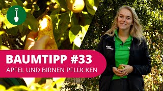 Äpfel Und Birnen Pflücken Baumtipp