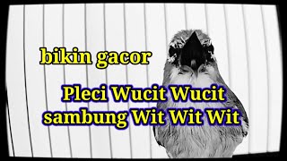 B1K1N PL3C1 N3MB4K WUC1T WUC1T W1T W1T W1T, Terapi Masteran Pleci Nembak