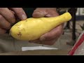 How to store yellow squash from the garden