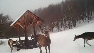 N. P. Muránska Planina-Posledná Slovenská Divočina