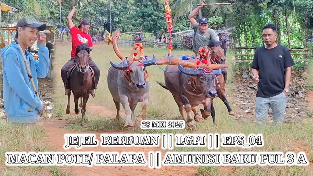 MACAN POTE / PALAPA || MENCOBA AMUNISI BARU  || FULL 3 ABERAN || EPS_03