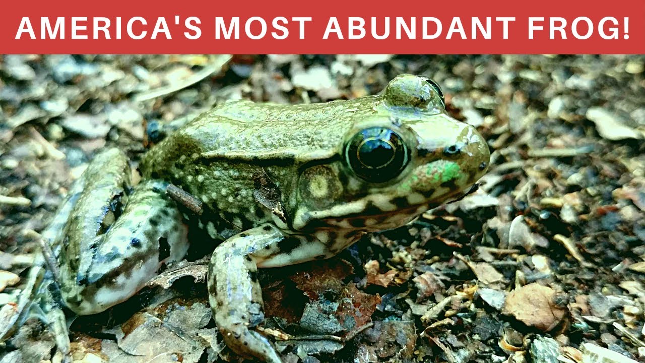 The Green Frog! Five Facts everyone should know! YouTube