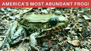 The Green Frog! Five Facts everyone should know!