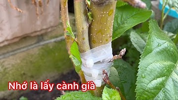 Mình đã thành công ghép cây táo