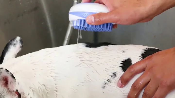 Video 1942231: cat bathing pets, pet bath brush, cat bathing shampoo, cat bathing washing, cat bathing dog, cat hair brush, bath massage
