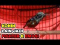 Konin Ini Sukses Bikin Kolibri Ninja Lain Emosi Dan Gacor Ngobra Mp3 - Mp4 Download