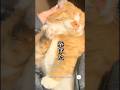 『痛かったら手あげてください』耳掃除される猫　　#猫　#ねこ　#かわいい猫 #猫のいる暮らし #かわいい