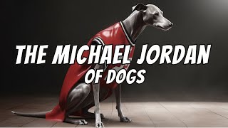 Whippet Facts: 10 Quick Whippet Facts You Never Knew
