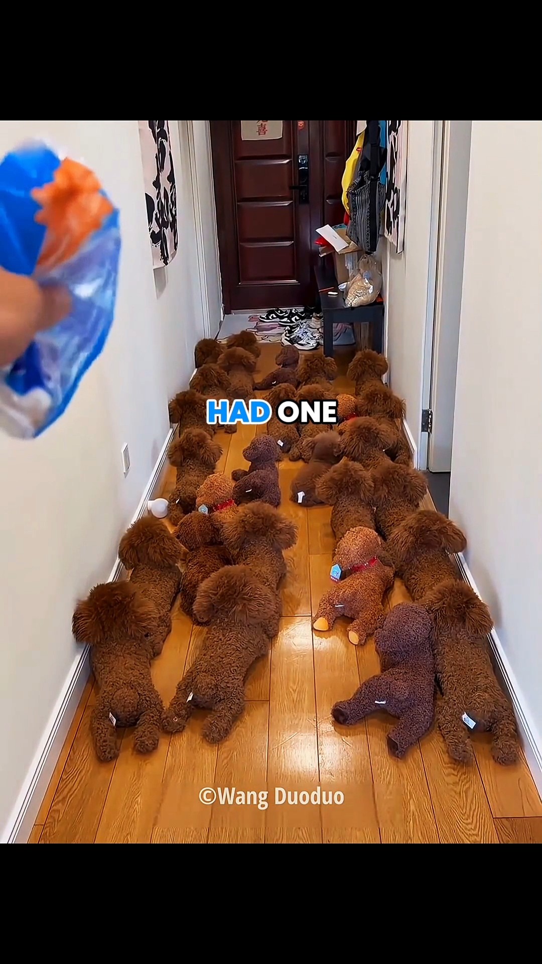 🐶 Find the Real Dog Challenge - YouTube