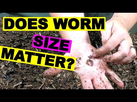 Compost worms- Does size matter?- African Night Crawlers