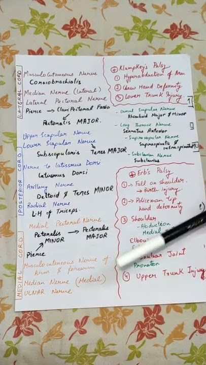 BRACHIAL PLEXUS-3 ( MUSCLES INVOLVED) #anatomy #brachialplexus  #mbbs1styear #medico #medical