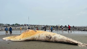 XÁC CÁ VOI NẶNG TRÊN 5 TẤN TRÔI DẠT VÀO BỜ BIỂN NAM ĐỊNH | Tinnong24g