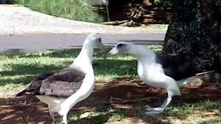 Laysan Albatross Courtship Dance