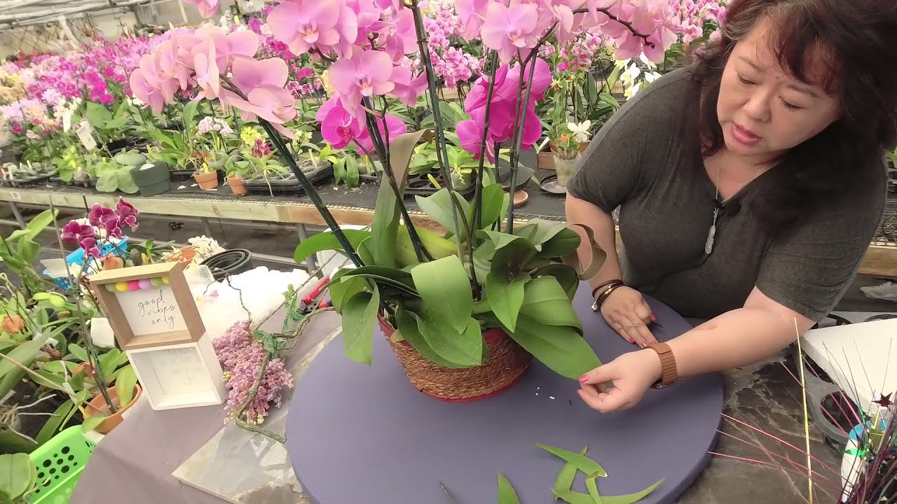 Norman Fang Live! Episode 55 - Sexual Propagation of Orchids - Seed to Bloom