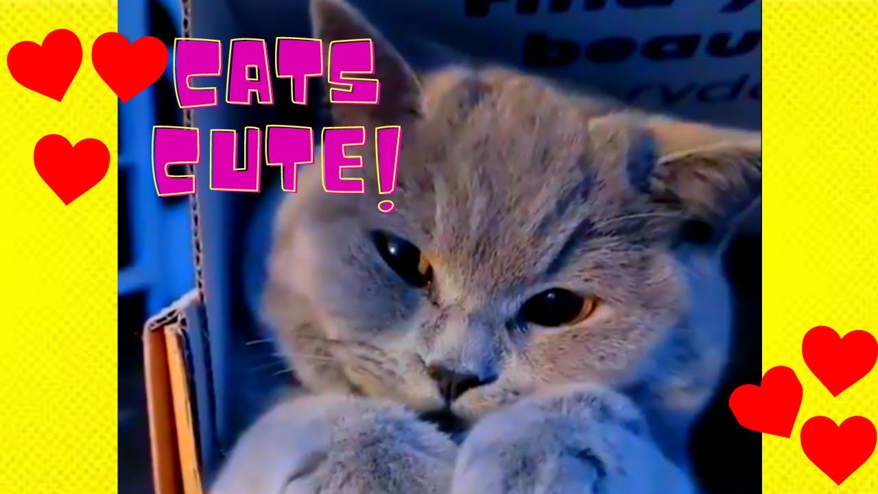 CATS will make you LAUGH YOUR HEAD OFF Funny CAT compilation - YouTube