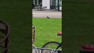 I tried to take a video of that little bird