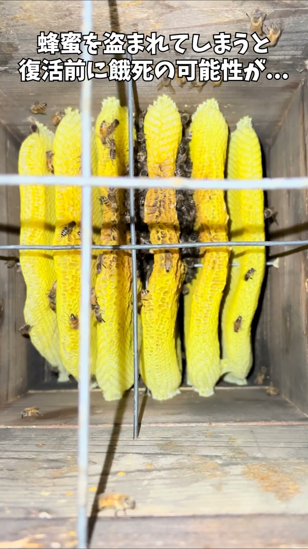 I moved a colony of Japanese honeybees whose honey was stolen by