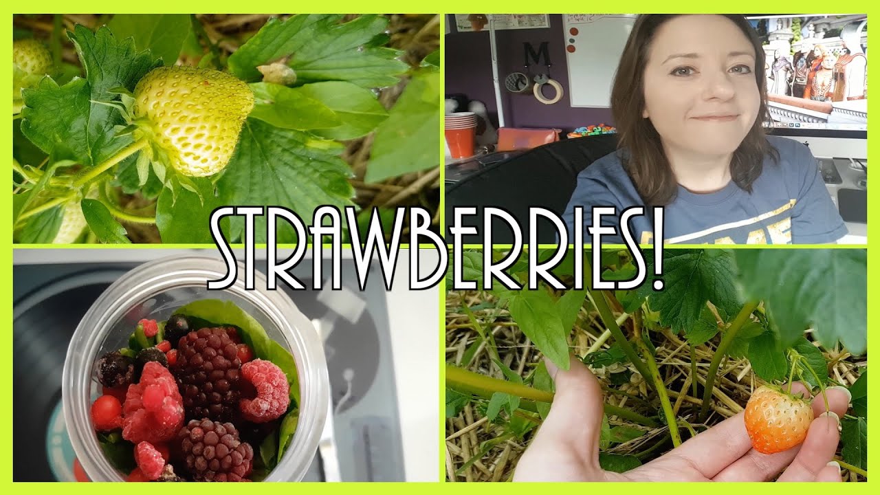 camera iphone 8 plus apk Strawberries!