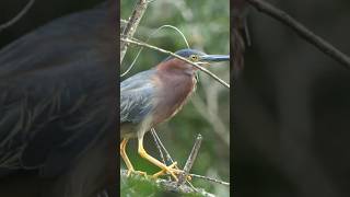 Green Heron calls as it takes flight