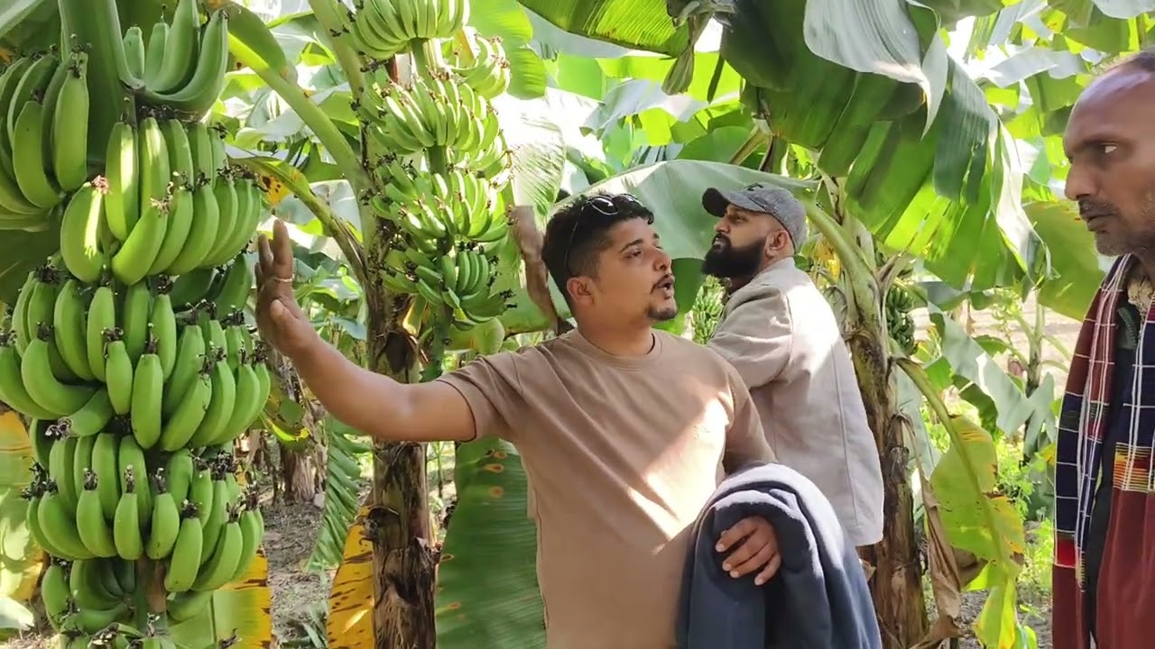 केराको ढूसि जन्य कालो सिगाटोका रोग र त्यसको नियन्त्रण विधि लगायत अन्य जानकारी।