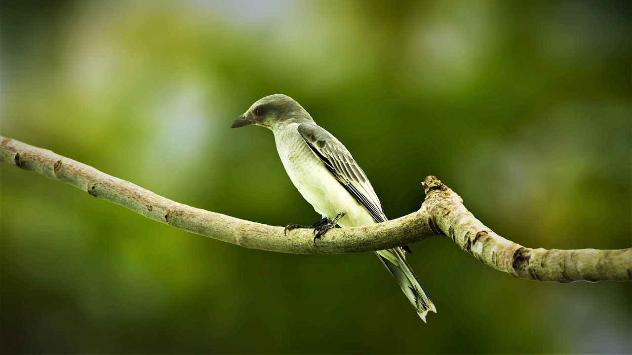 Large Cuckooshrike - Endemic Subspecies I Birds of Andamans 