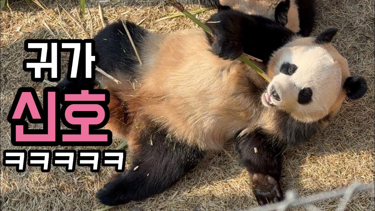 집순이 루이의 다급한 귀가본능 알람ㅋㅋㅋ🔔🐼 